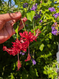 Image result for Hibiscus schizopetalus