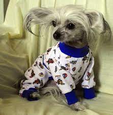 What Is Too Cold For A Small Chihuahua