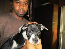 As breeders with 19 years of breeding experience, our philosophy or role is to make. Pit Bull Puppies For Sale With Papers For Sale In Pittsburgh Pennsylvania Classified Americanlisted Com