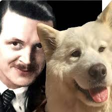 Hat Ihr Hund ANGST, wenn es knallt?