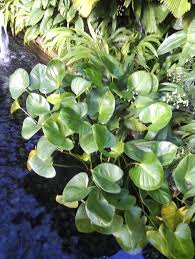 Image result for Limnocharitaceae