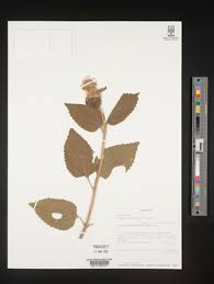 Image result for Leucas capensis