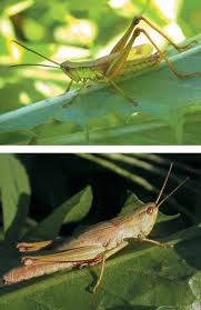 CHRYSOCHRAON DISPAR DISPAR (GERMAR, 1835), CHORTHIPPUS MONTANUS  (CHARPENTIER, 1825) E GLYPTOBOTHRUS PULLUS (PHILIPPI, 1830) IN I