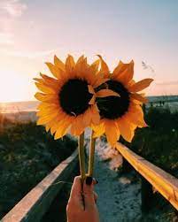 See more ideas about sunflower pictures, sunflower, sunflower art. Beach Aesthetic Sunflower Pictures Largest Wallpaper Portal