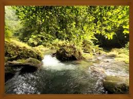Untuk kepentingan pembangunan di luar. 10 Manfaat Hutan Bagi Manusia Dan Lingkungan Hidup Lingkungan Hidup