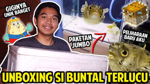 Racun ikan buntal sangat berbahaya, bahkan dipercaya sebagai hewan paling beracun kedua setelah katak racun makanya untuk cara memasak ikan buntal ini tidak boleh sembarangan. Unboxing Fahaka Pufferfish Peliharaan Baru Aku Ikan Buntal Air Tawar Lucu Tapi Beracun Evening Standard
