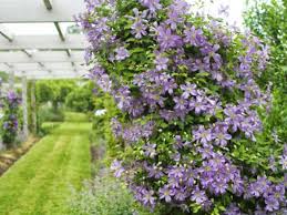 Maybe you would like to learn more about one of these? Arabella Clematis