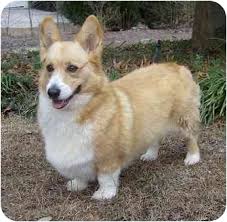 Can we hit 10000 likes on this video? Columbia Sc Pembroke Welsh Corgi Meet Patsy Video A Pet For Adoption