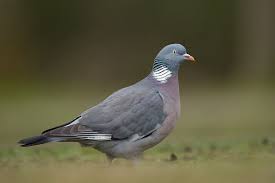 Common Wood Pigeon Columba Palumbus Vyahir Paloma Torcaz Dove Hunting Wood Pigeon Animals