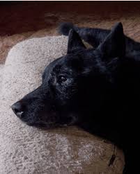 Our contact information can be found. What Happens During A Pet S Euthanasia Appointment Pethelpful By Fellow Animal Lovers And Experts