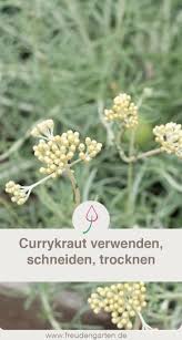 Currykraut Pflegen Schneiden Uberwintern Krauter Pflanzen Pflanzen Garten Anpflanzen