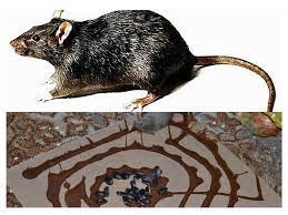 Tapiiii yang pasti memang ketiga tiga cara ni menggunakan minyak masak. Lem Dari Tikus Perangkap Gam Untuk Tikus Dan Tikus