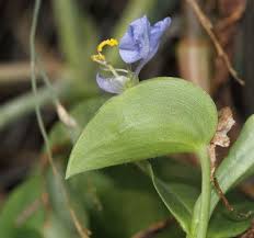 Image result for Commelina petersii
