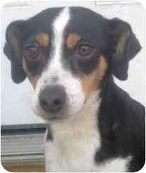 This is a happy, active and playful guy with. Chicago Il Beagle Meet Mandy A Pet For Adoption