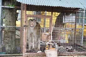 Image result for monkey caged