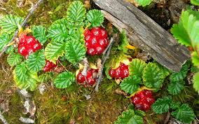 Image result for Rubus