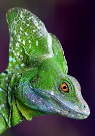Costa Rica Plumed Basilisk Basilisk Lizard Lizard Amphibians