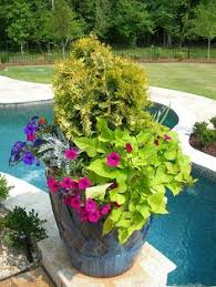 Sweet potato vines grow best in a warm climate (warmth is really important!), with some sun and some shade. 62 Sweet Potato Vine Ideas Sweet Potato Vine Container Gardening Plants