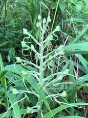 Image result for Habenaria armatissima