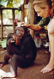 Jane goodall set out to tanzania in 1960 to study wild chimpanzees. Dr Jane Goodall Thinks We Can Be Better Travelers For The Sake Of The World Conde Nast Traveler