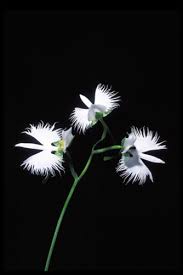 Image result for Habenaria tenuispica
