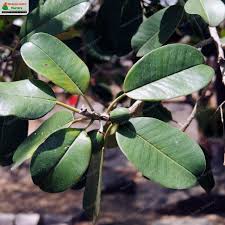 Image result for Manilkara