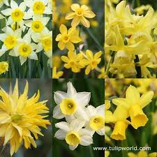 Tiny Daffodil Narcissus Varieties Baby Moon Daffodil Hawera Daffodil Minnow Daffodil Rip Van Winkle Daffodil Tet Daffodil Bulbs Daffodils Bulb Flowers