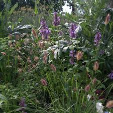 Image result for Cenchrus geniculatus