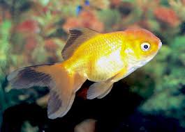 Oranda Goldfish Oranda Fancy Goldfish Information Care And