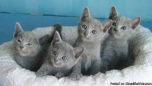 Hypoallergenic Russian Blue Kittens 11 Weeks Price 350 Russian Blue Russian Blue Kitten Russian Blue Cat