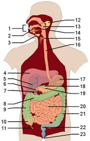 The stomach accomplish this type of digestion by churning. Free Anatomy Quiz The Digestive System Anatomy Quiz 2