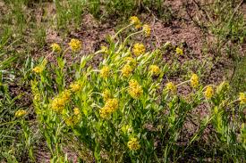 Image result for Oxygonum dregeanum