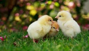 320 Chicken Names For Your Flock Best Funny And Cute My Pet S Name 120+ funny chicken memes sure to cluck you with laughter. 320 chicken names for your flock best