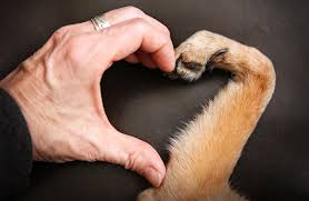 Send flowers or a plant; Top 5 Things Not To Say When A Friend S Pet Dies And What You Should Say Instead Petguide