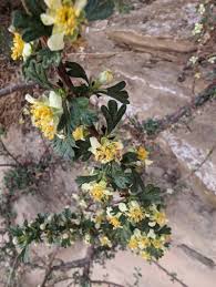 Image result for Polystachya tridentata