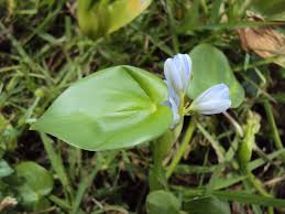 Image result for Monochoria