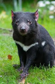 Pin On Tasmanian Devil