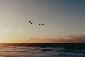 Two Birds Flying Together Into The Sunset Over The Ocean By Paff Stocksy United Everyone needs stock of flying birds ^_~ (the pictures didnt turn out as large as i wanted them to be. two birds flying together into the