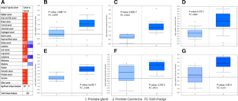 The prostate is a gland in the male reproductive system that surrounds the urethra just below the bladder. Overexpression Of Sox4 Induces Up Regulation Of Mir 126 And Mir 195 In Lncap Prostate Cancer Cell Line Springerlink