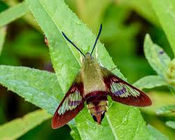 Check spelling or type a new query. Hummingbird Clearwing Hemaris Thysbe Fabricius 1775 Butterflies And Moths Of North America