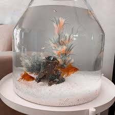 Do You Know How Do Fish Mate Fish Education A Must Watch In 2020 Fish Tank Themes Small Fish Tanks Fish Tank Decorations