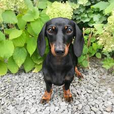 Inspirational monikers for light and dark pets, males brown dog names: Black And Brown Black And Tan Dachshund Dog Brown Dog Names Dog Names Brown Dog