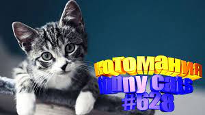smeshnye zhivotnye video koty koshki kotiki animals cats