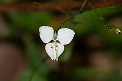 Image result for Aneilema leiocaule