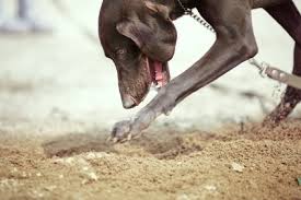 Check poison symptoms, diagnosis & treatments. Why Is My Dog Digging Holes All Of A Sudden