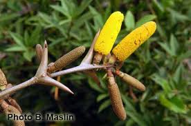 Image result for Acacia cornigera
