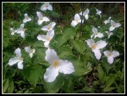 Because it is the rainy season and mango plants will grow speedily. Minnesota Landscaping Go Native Frador