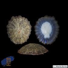 Image result for Patella aspera