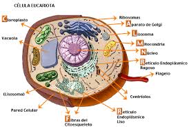 Biología en linea 5A: Células Eucariotas y Procariotas