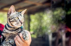 Usually, you'll need to get some paperwork in. Spca Of The Triad